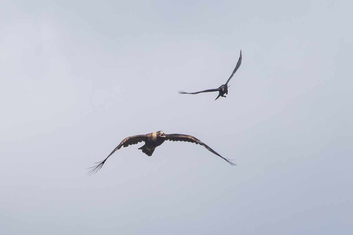 Wedge-tailed Eagle - ML623940945