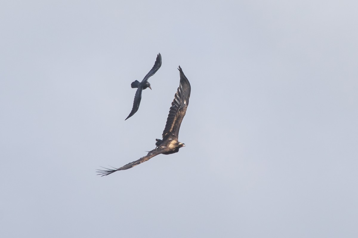 Wedge-tailed Eagle - ML623940946