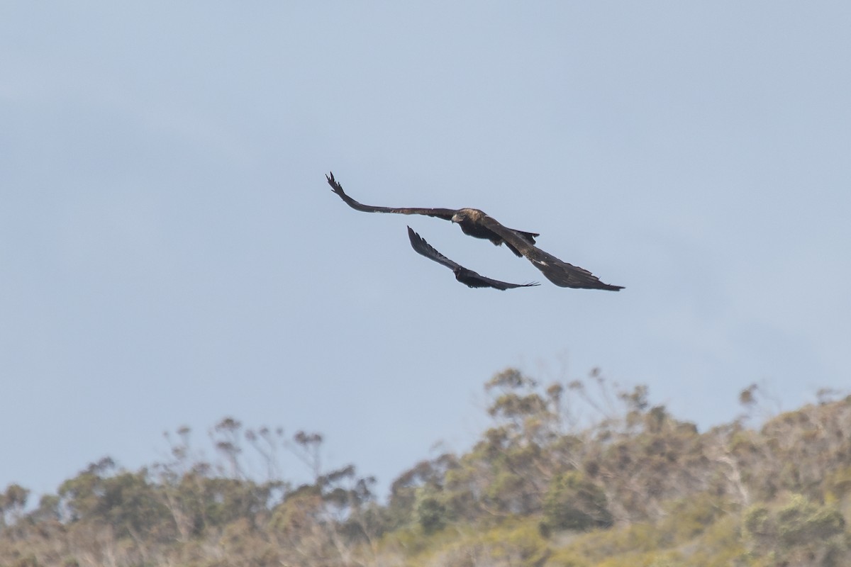 Wedge-tailed Eagle - ML623940947