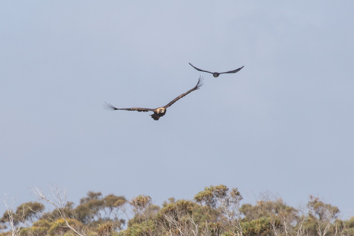 Wedge-tailed Eagle - ML623940948