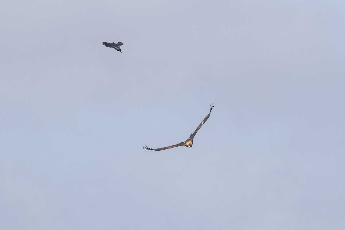 Wedge-tailed Eagle - ML623940949