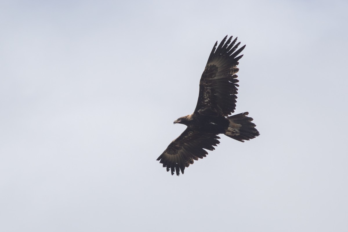 Wedge-tailed Eagle - ML623940950