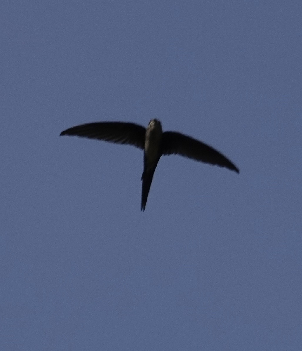 Fork-tailed Palm Swift - ML623940952