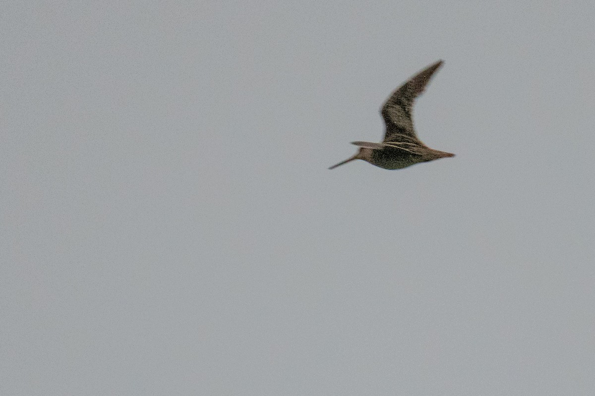 Latham's Snipe - ML623940958