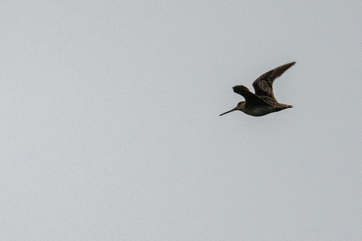 Latham's Snipe - ML623940959