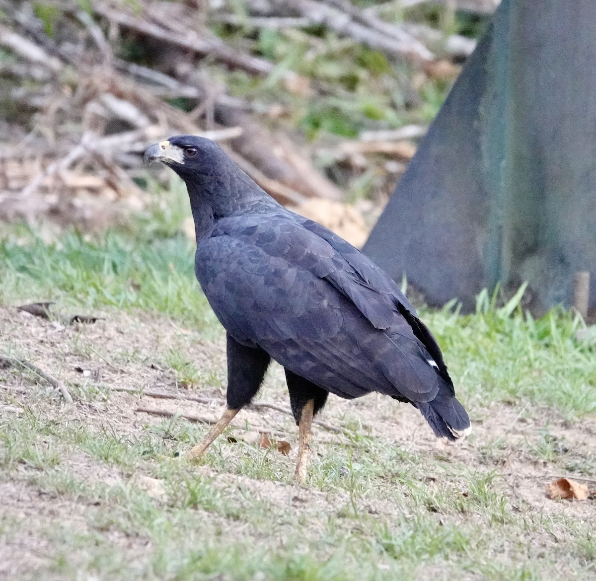 Great Black Hawk - ML623940968