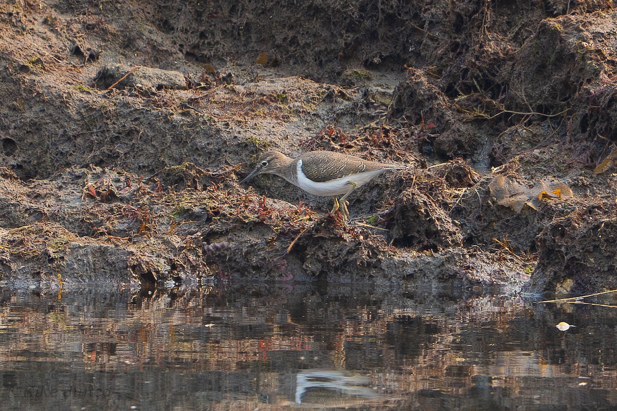 Common Sandpiper - Kike Junco