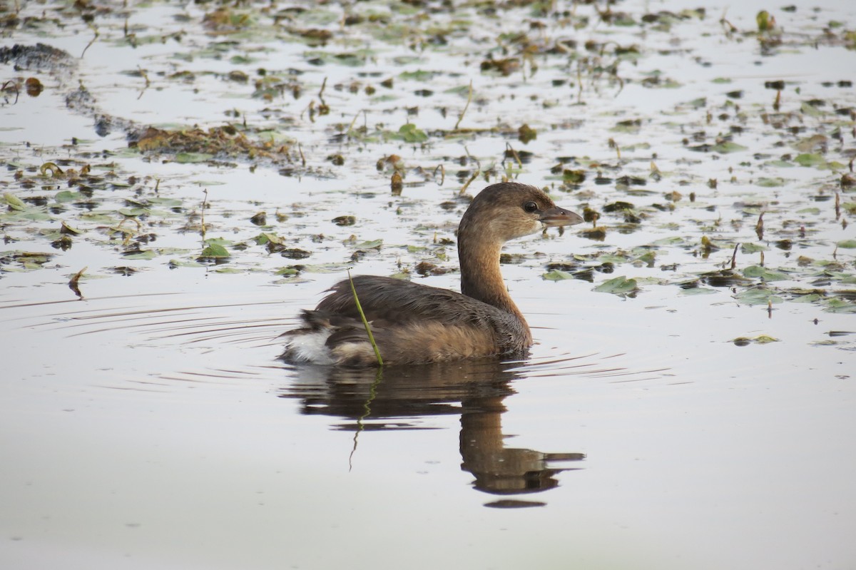 Pied-billed Grebe - ML623941008