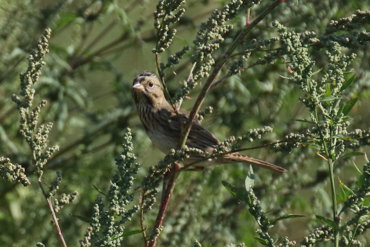 Lincoln's Sparrow - ML623941011