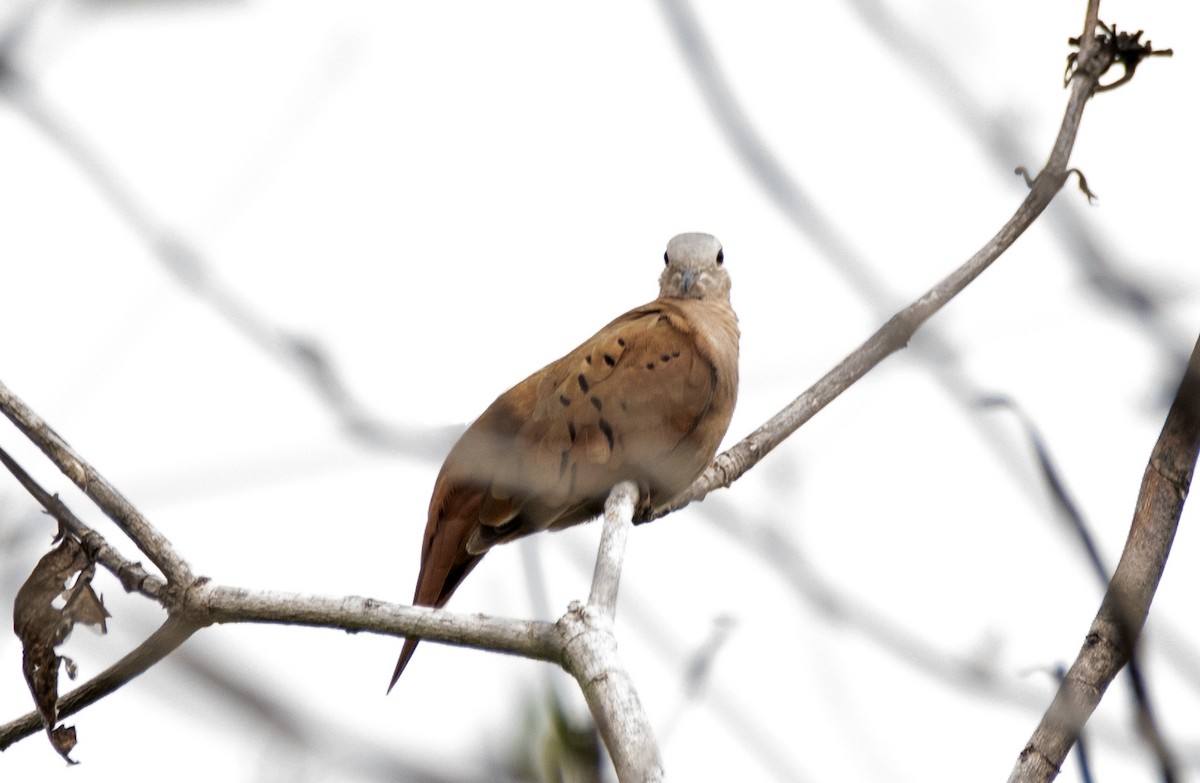 Ruddy Ground Dove - ML623941048