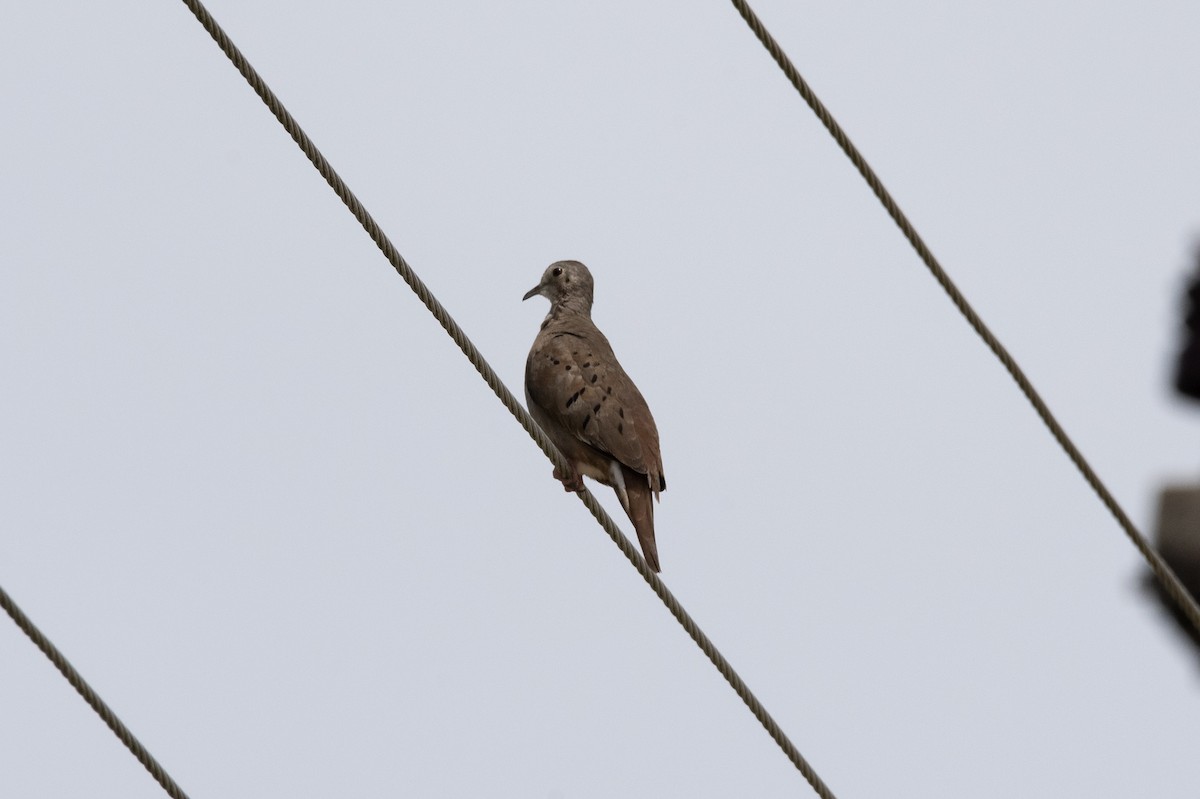 Ruddy Ground Dove - ML623941072