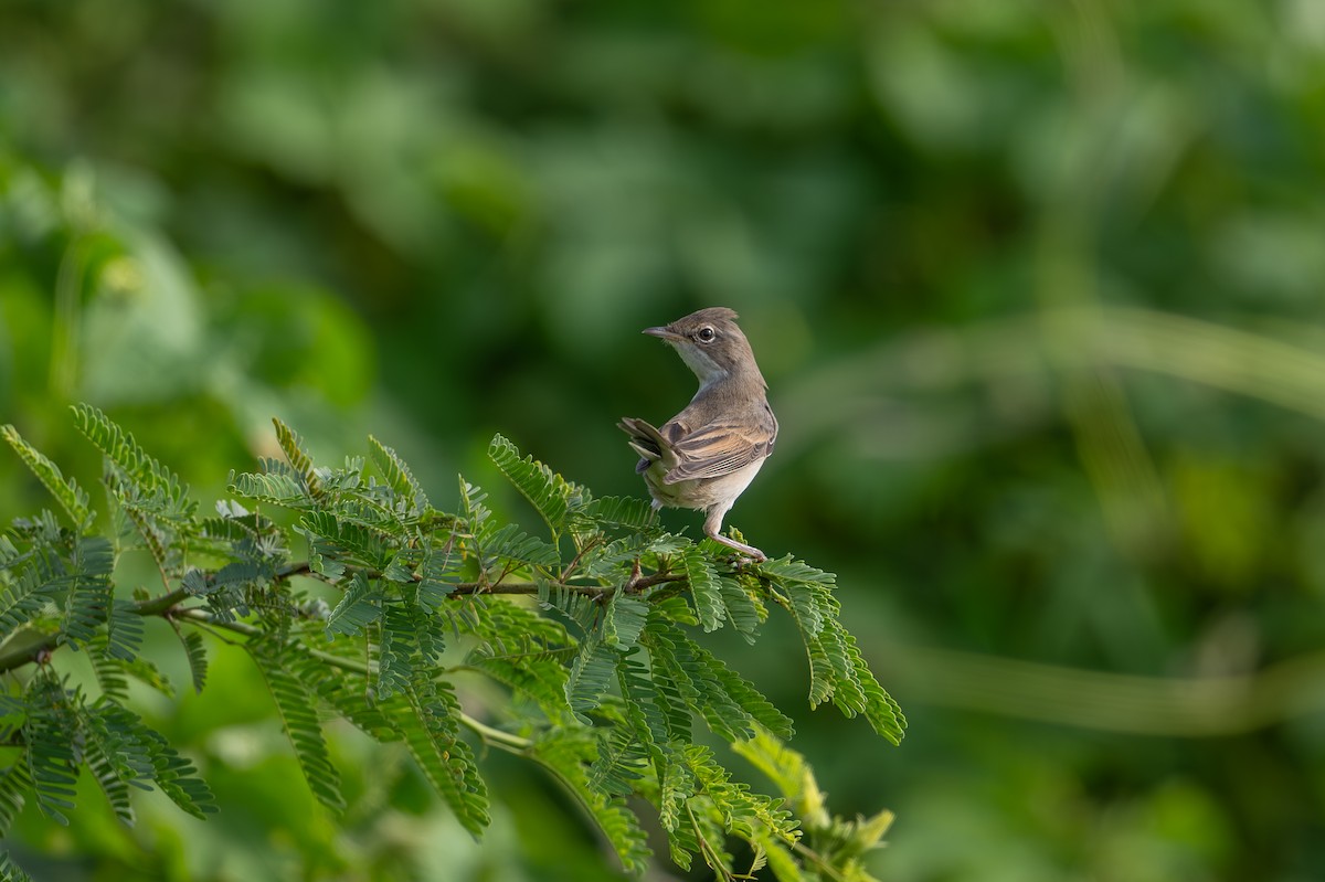 Greater Whitethroat - Aditya Rao