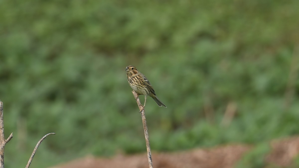 Corn Bunting - Ergün Cengiz