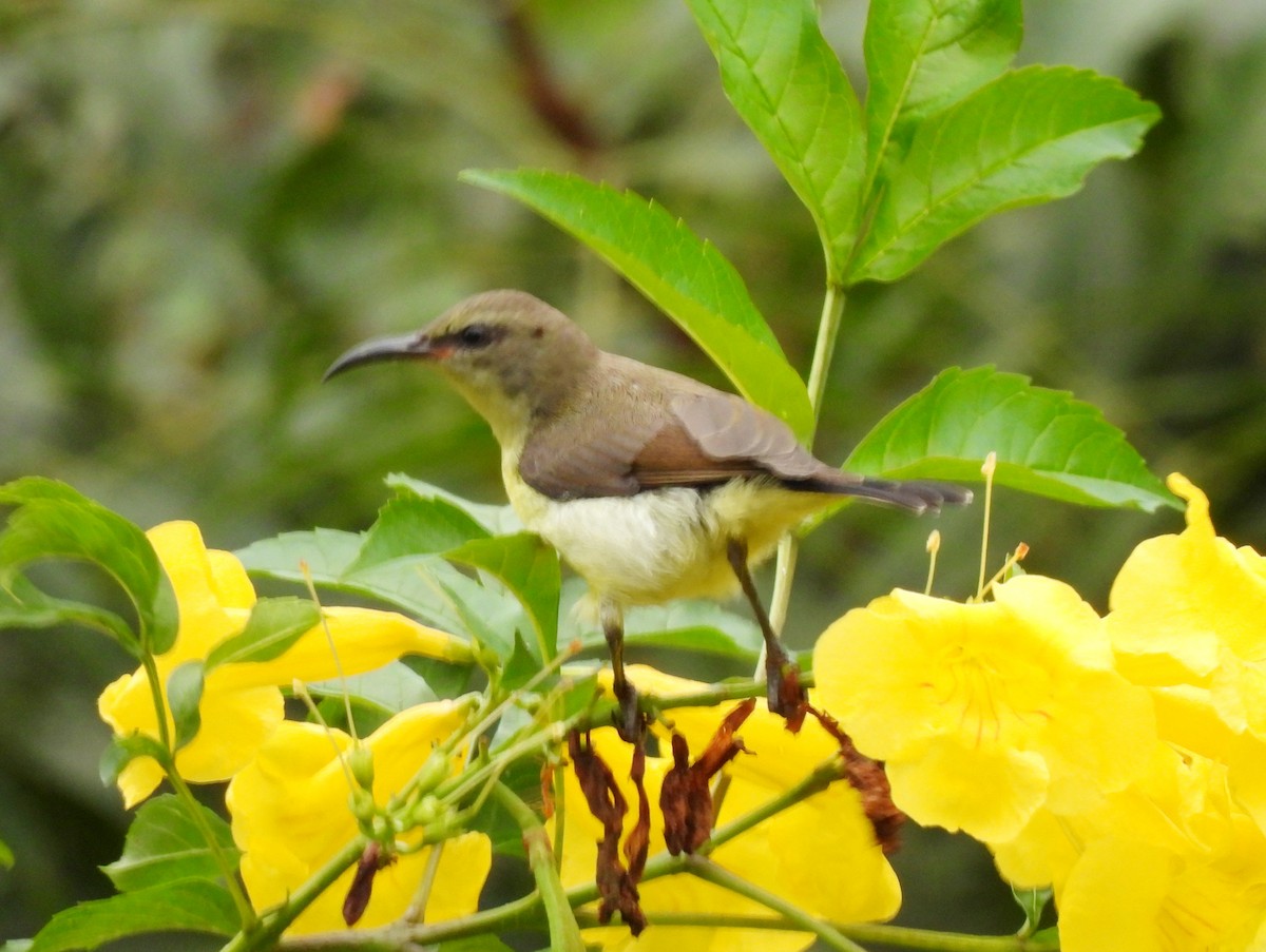 Purple Sunbird - ML623941114