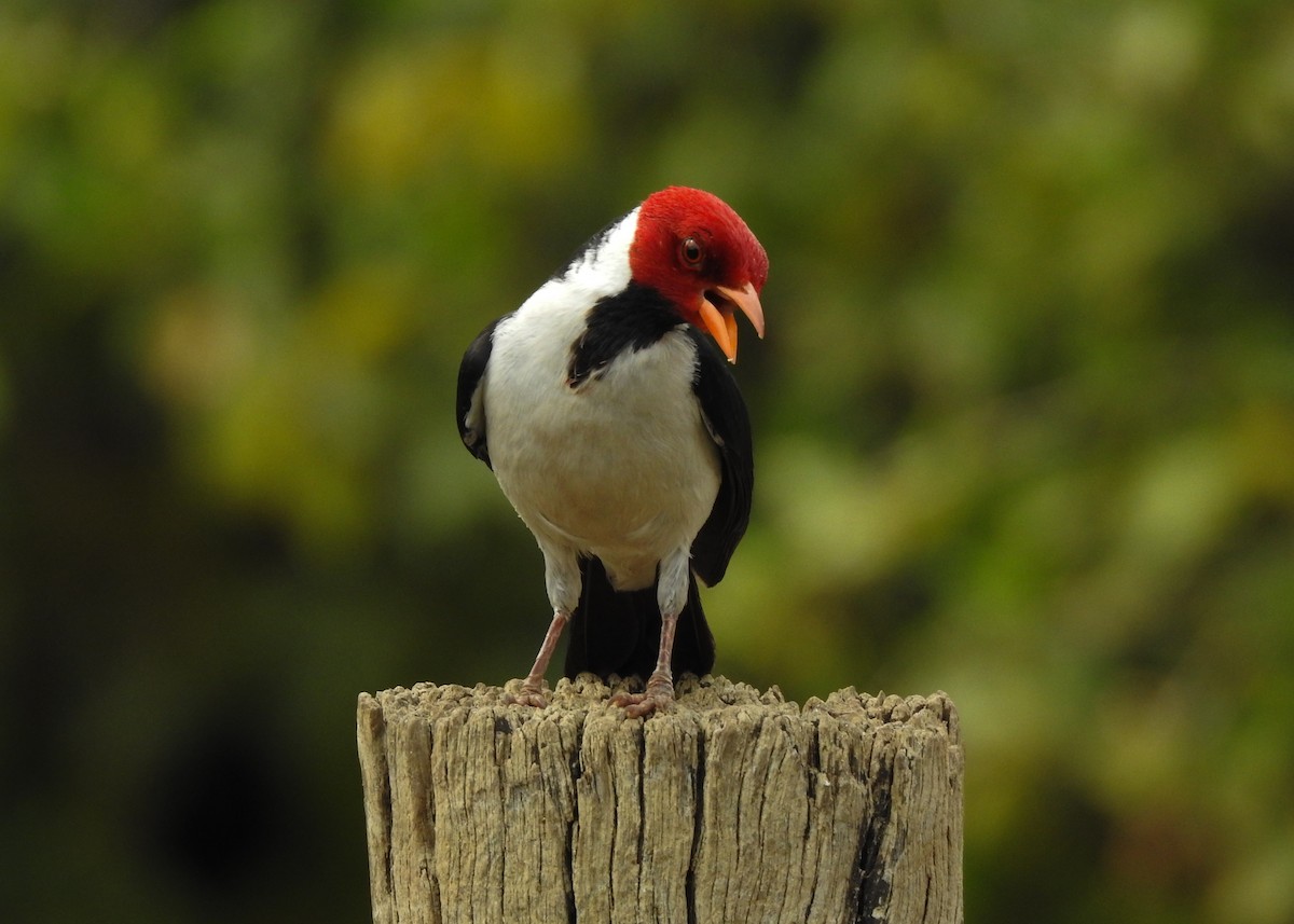 Yellow-billed Cardinal - ML623941145