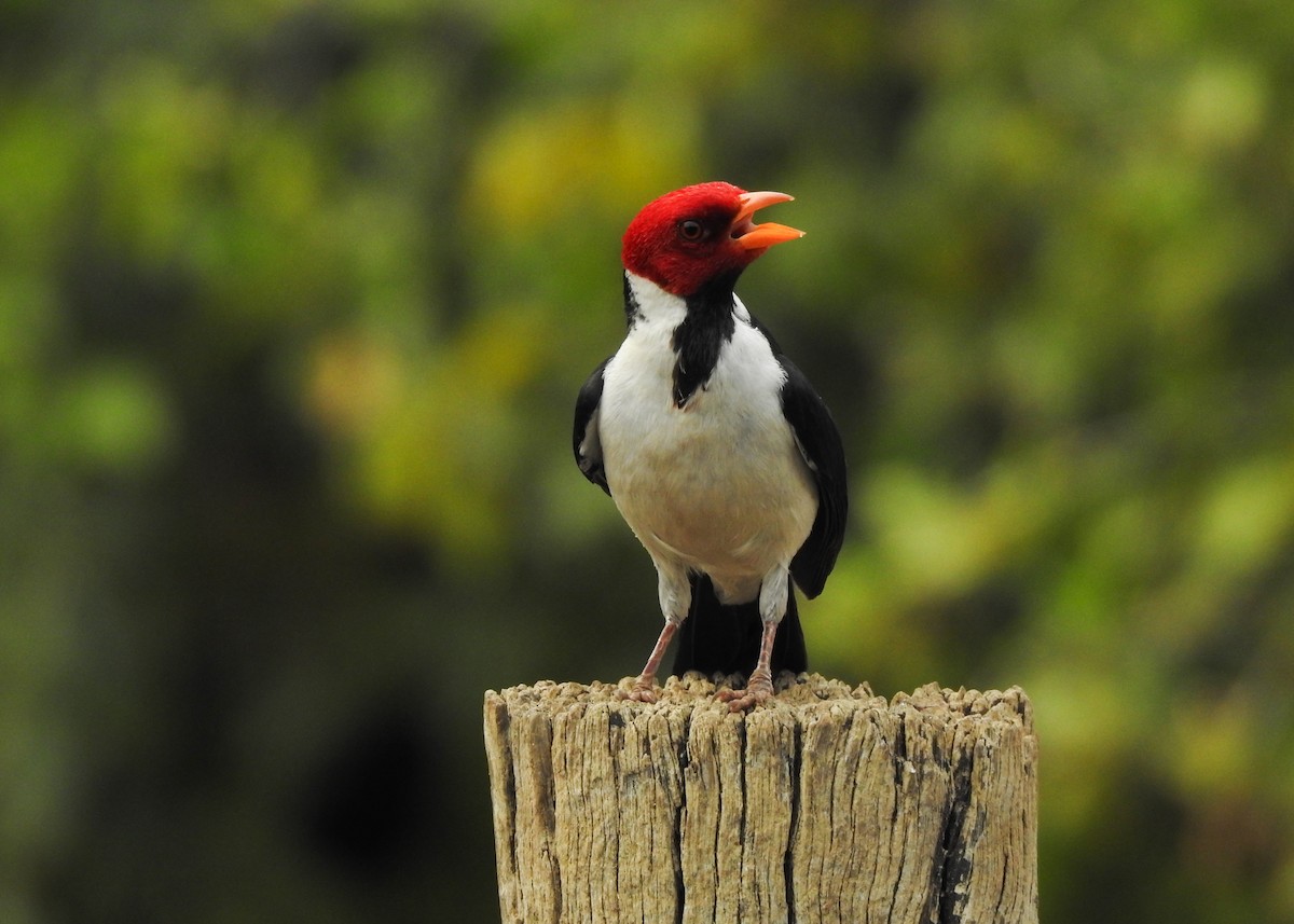 Yellow-billed Cardinal - ML623941146