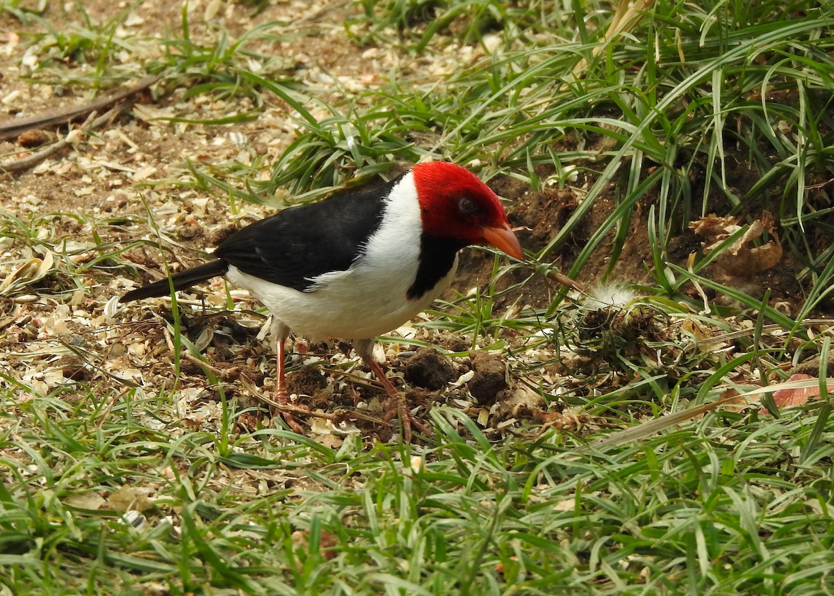 Yellow-billed Cardinal - ML623941147