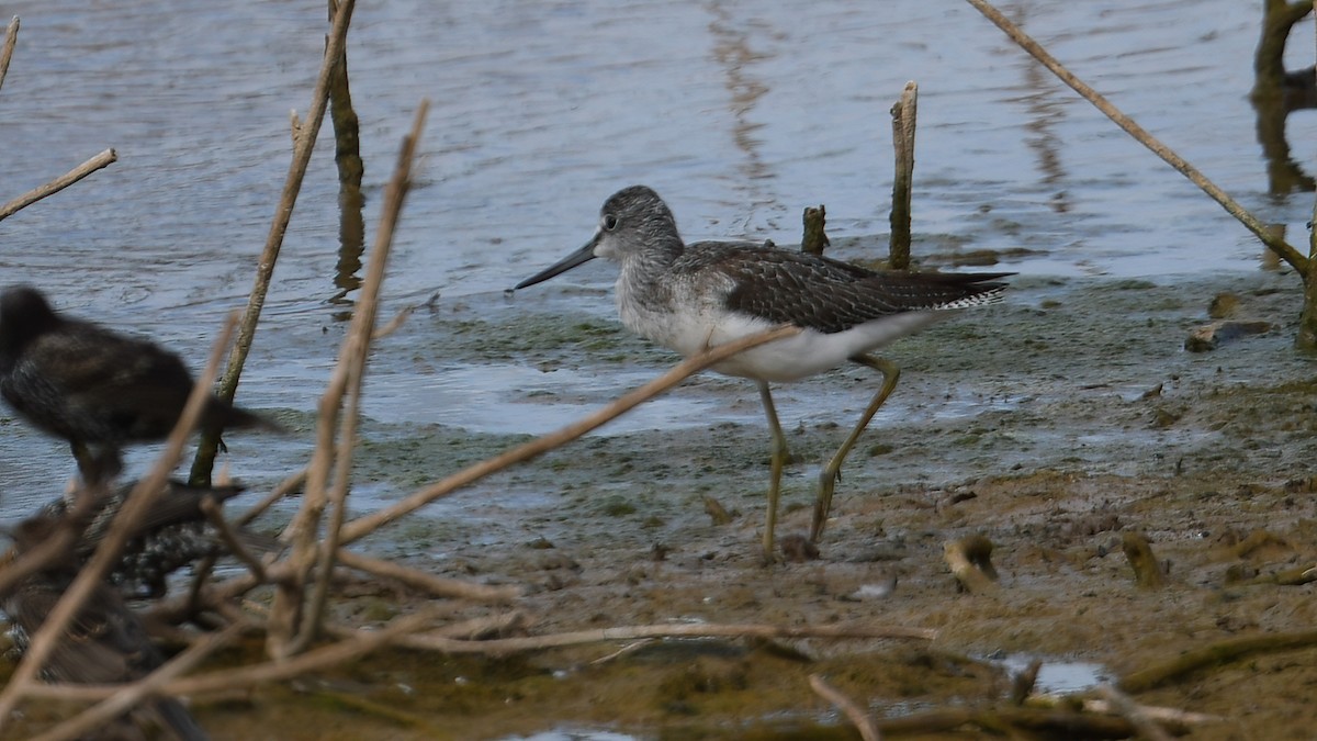 Common Greenshank - ML623941169