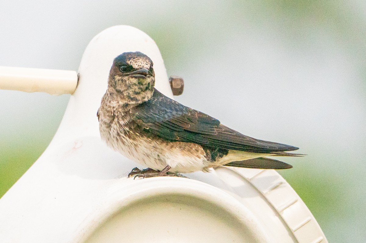 Purple Martin - ML623941179