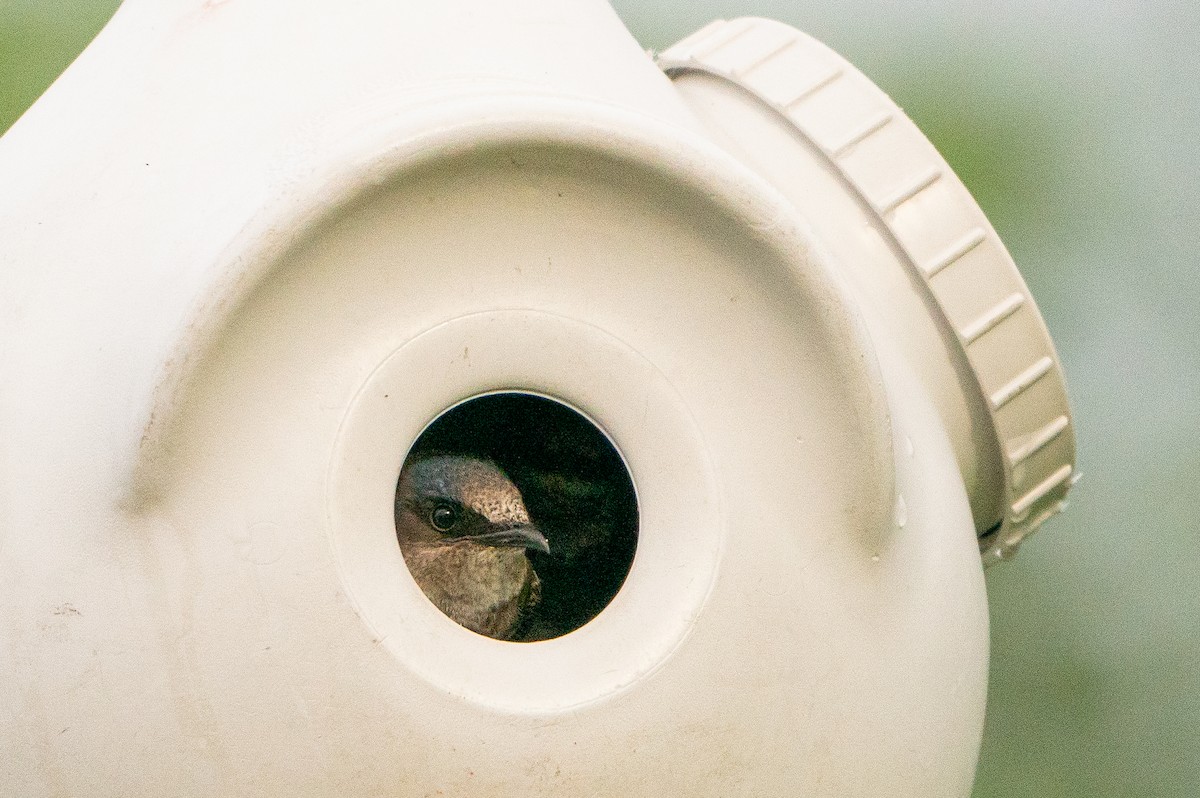 Purple Martin - ML623941180