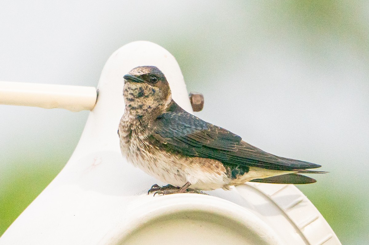 Purple Martin - ML623941181