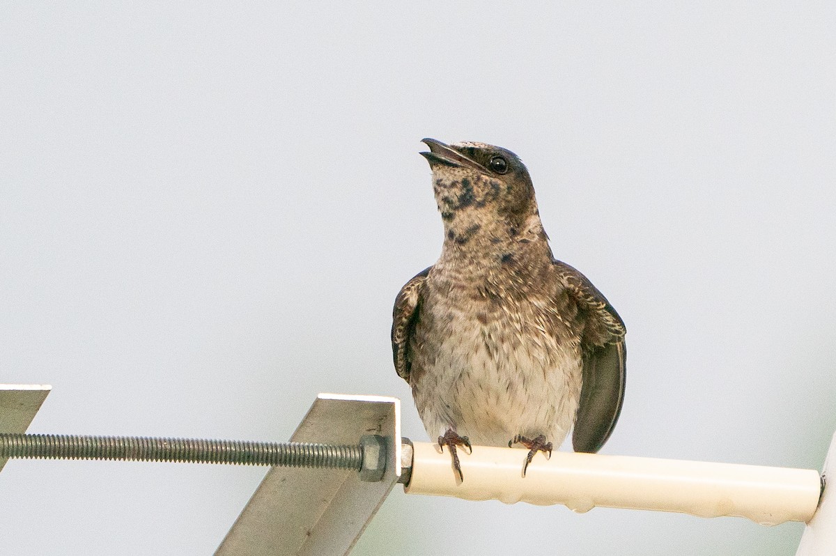 Purple Martin - ML623941182