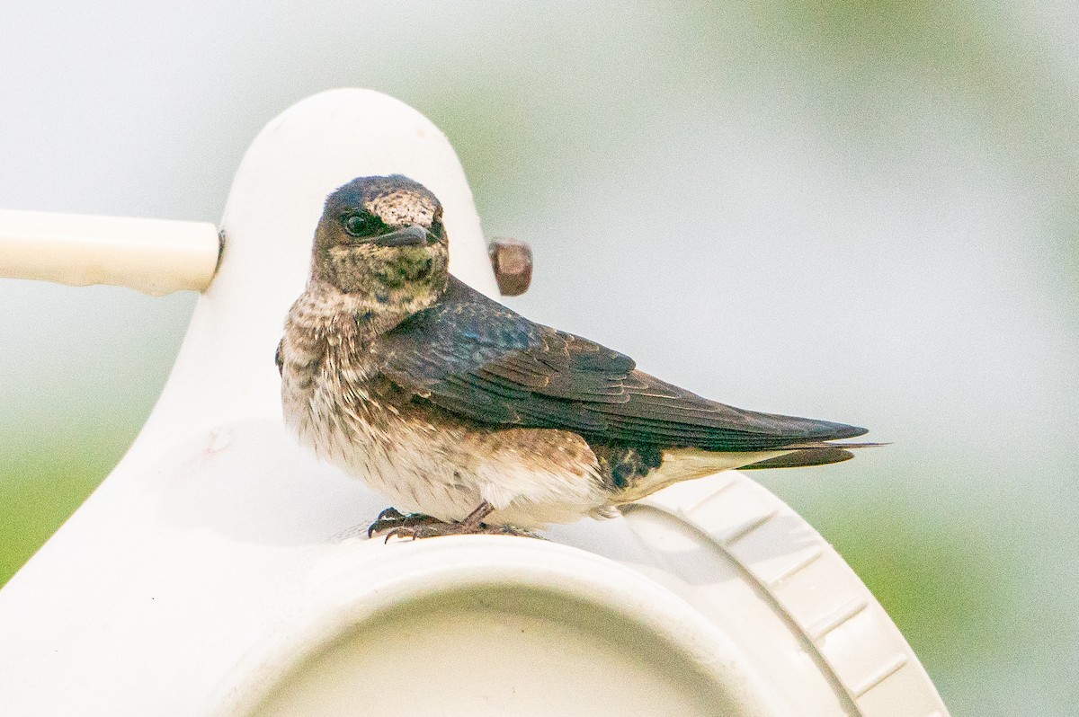 Purple Martin - ML623941184