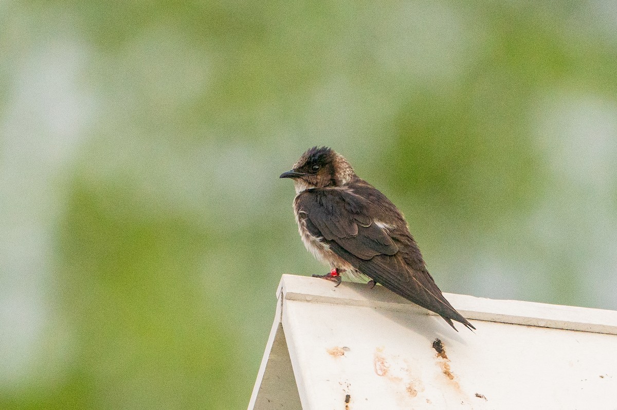 Purple Martin - Matt Hoberg