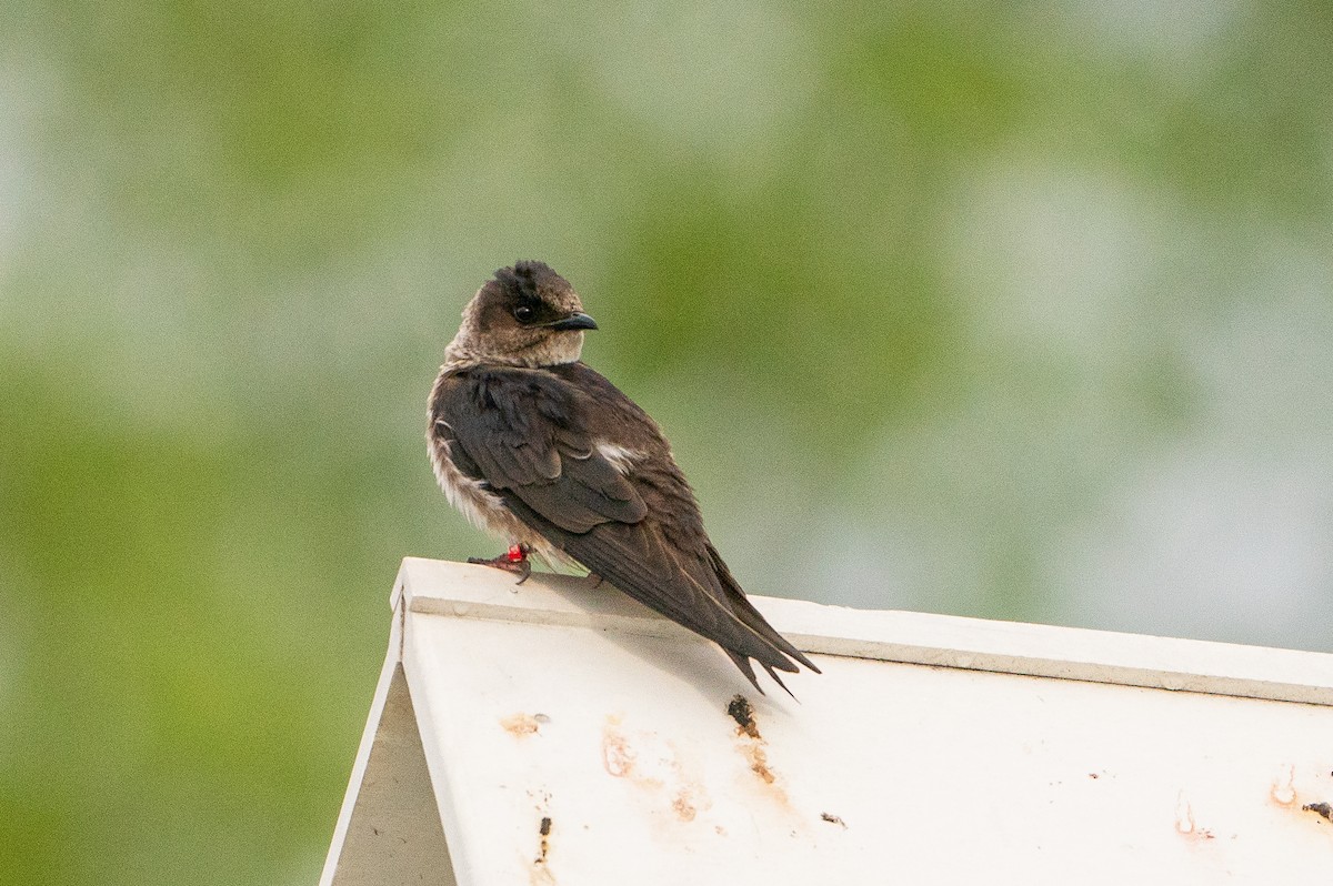 Purple Martin - ML623941186