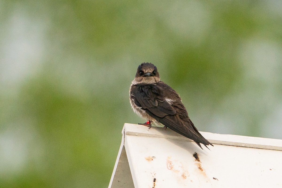 Purple Martin - ML623941187