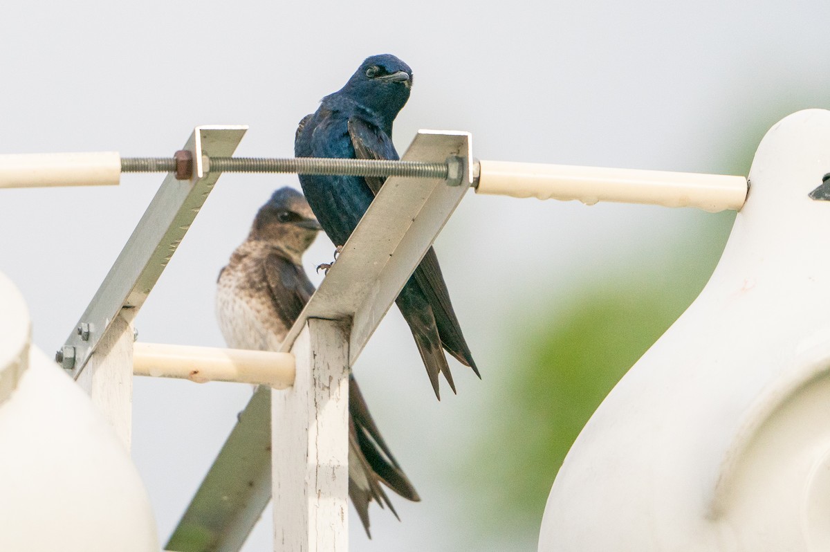 Purple Martin - ML623941188