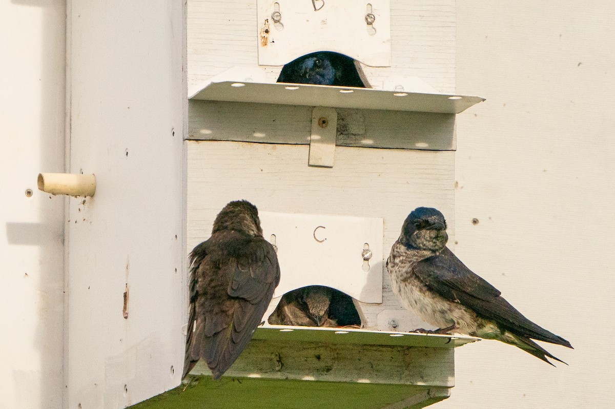 Purple Martin - ML623941190