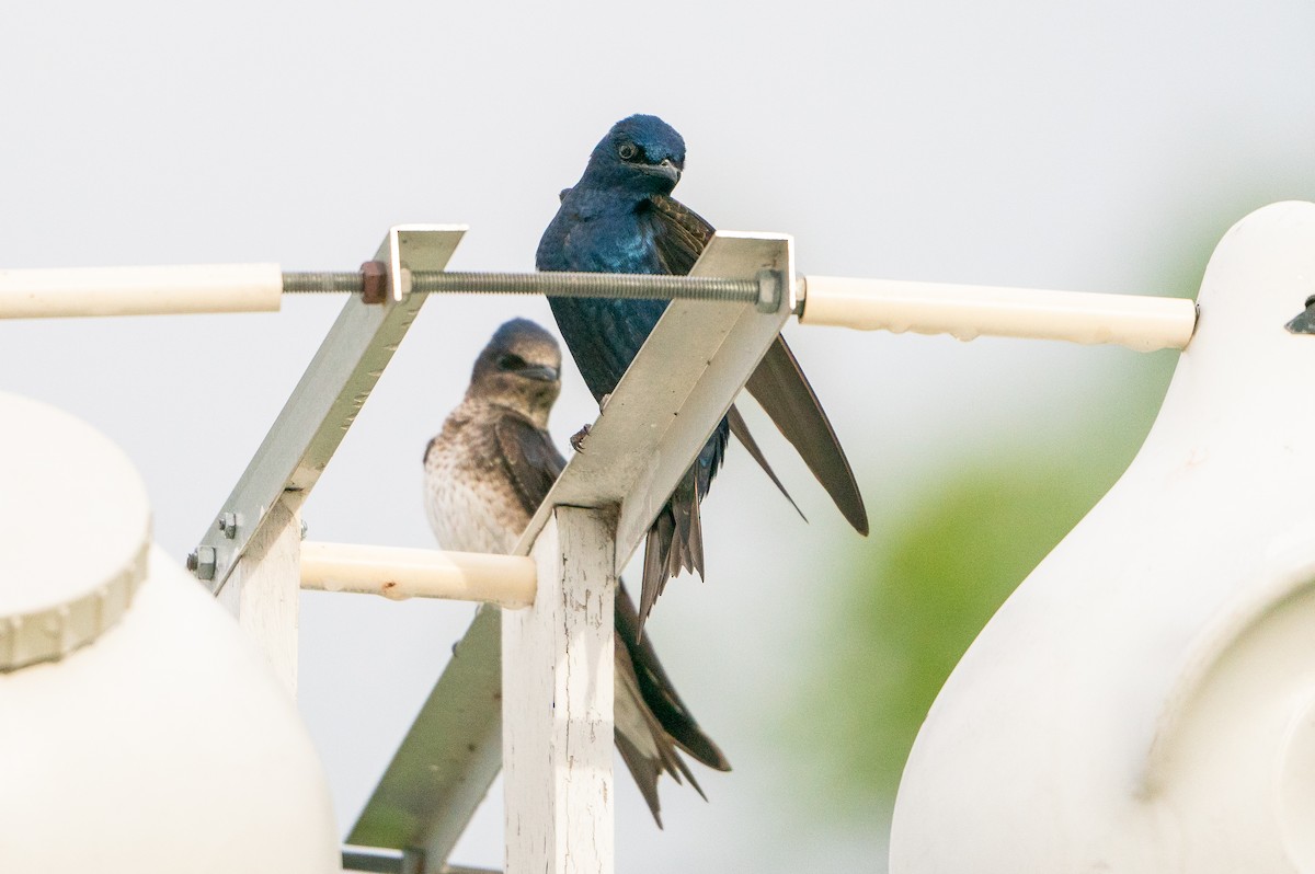 Purple Martin - ML623941191