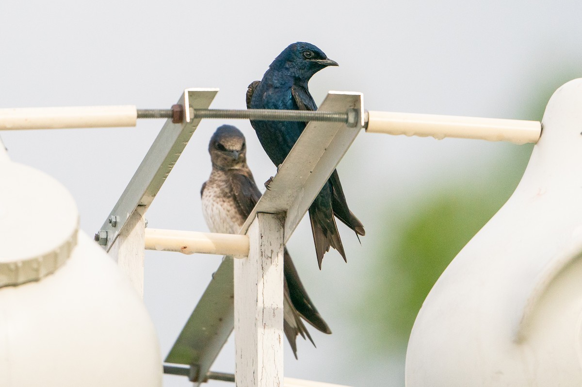 Purple Martin - ML623941194