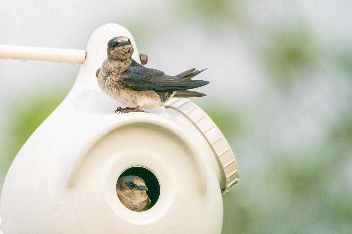 Purple Martin - ML623941195