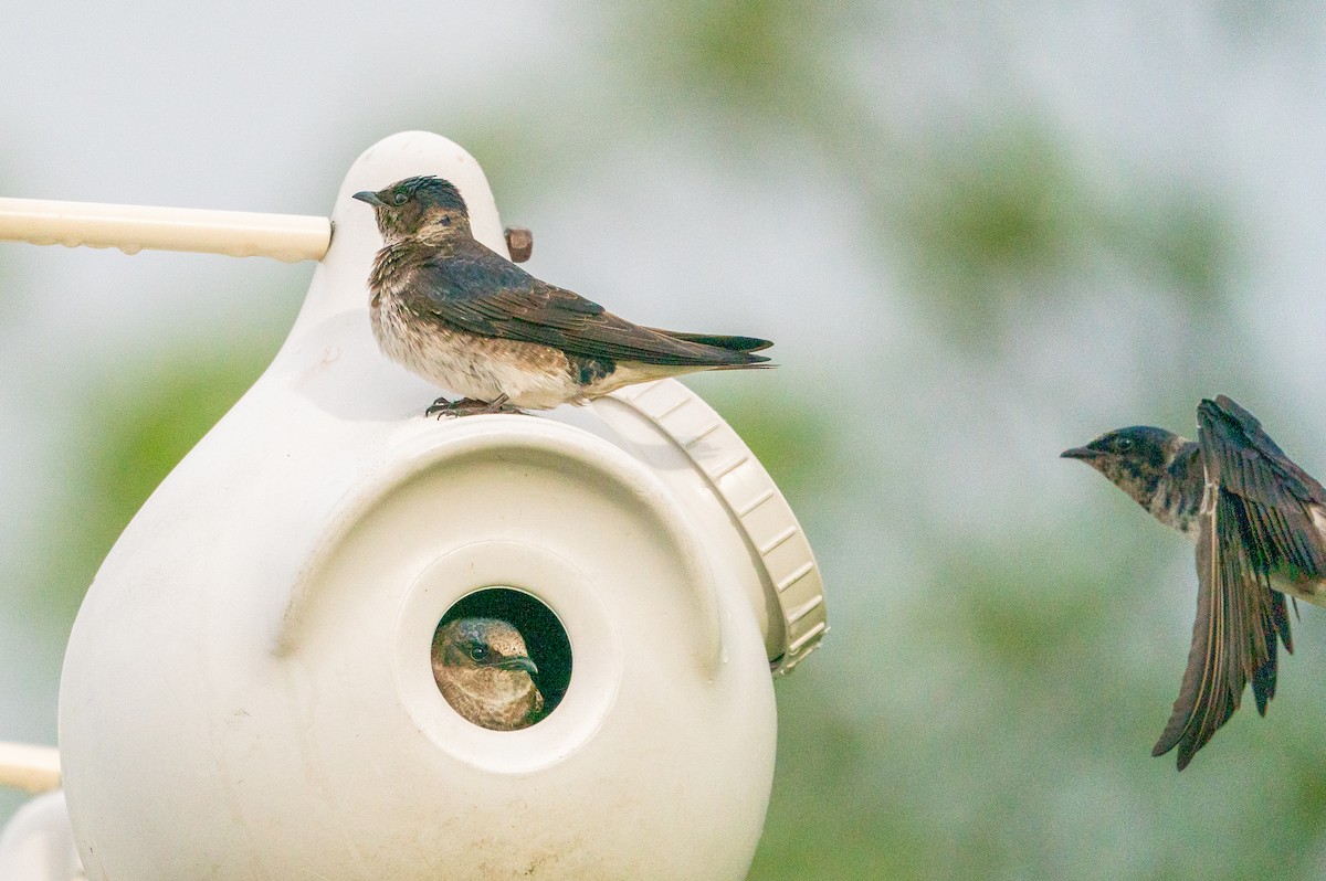 Purple Martin - ML623941199