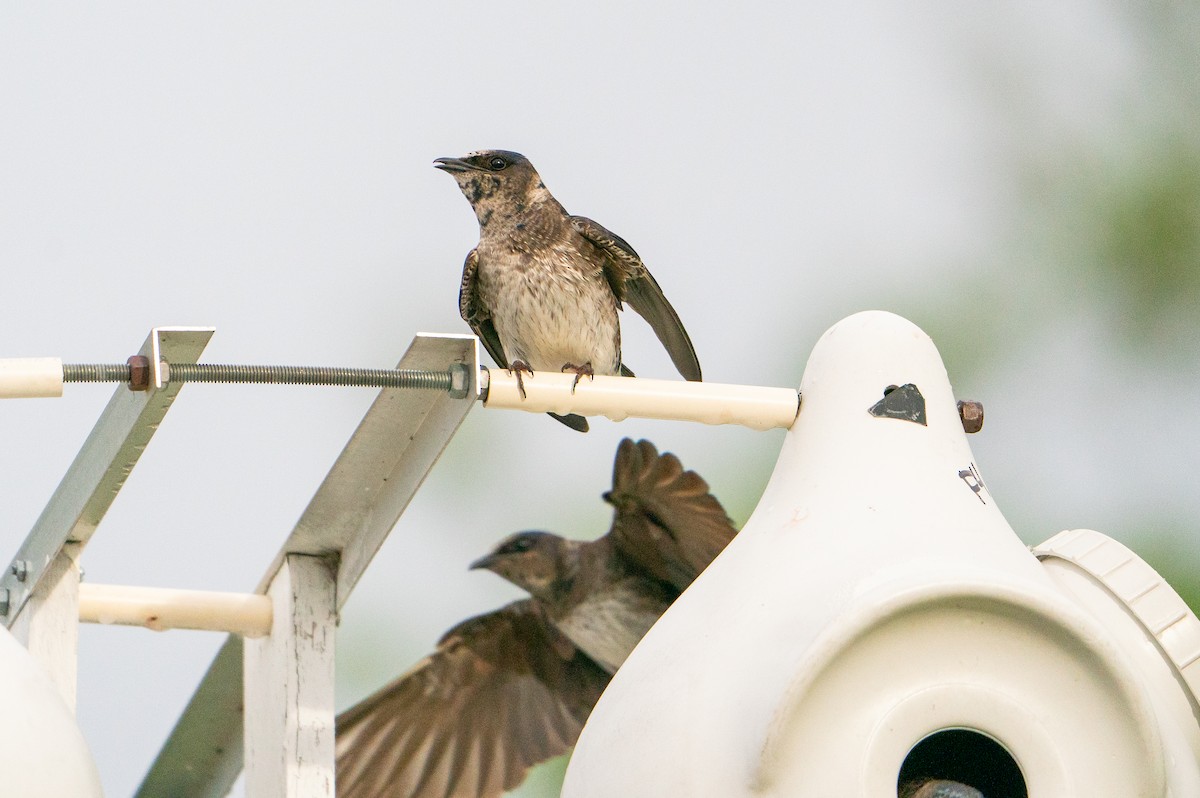 Purple Martin - ML623941201