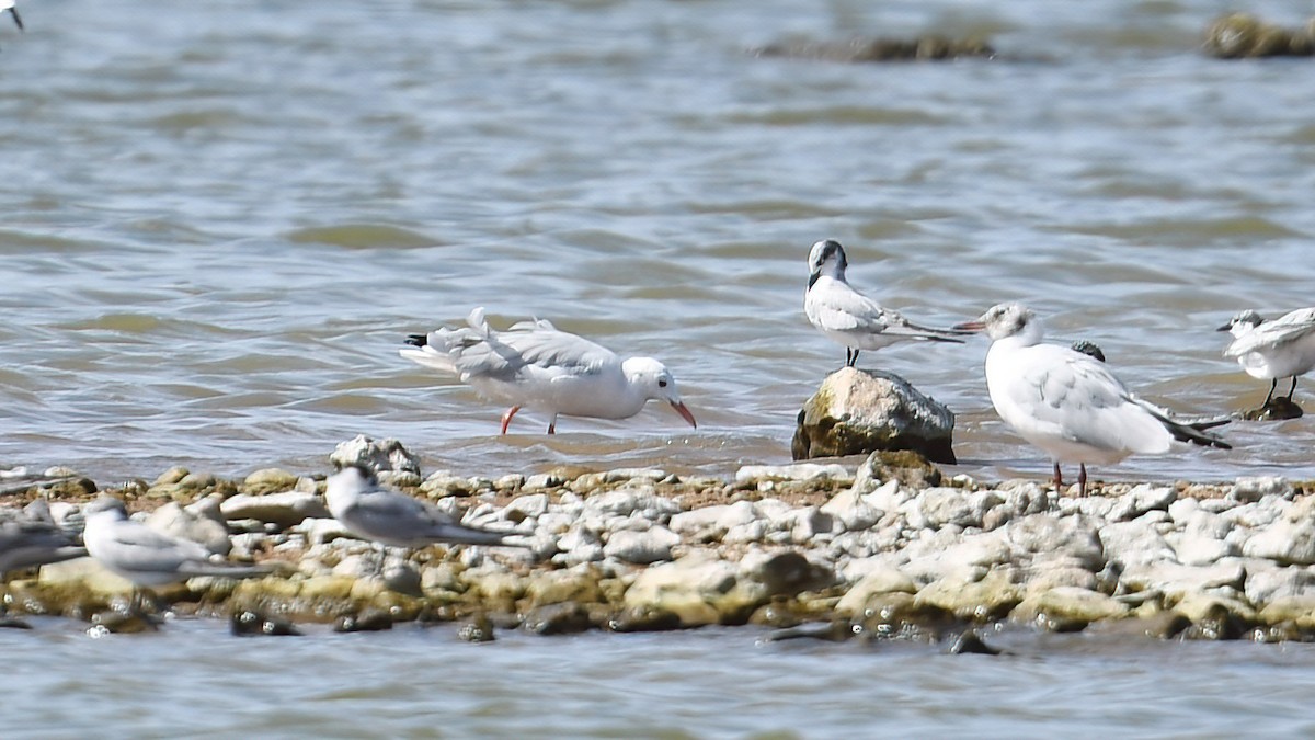 Slender-billed Gull - Ergün Cengiz