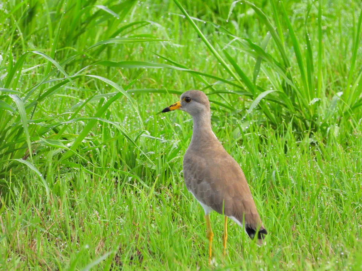 Gray-headed Lapwing - ML623941225