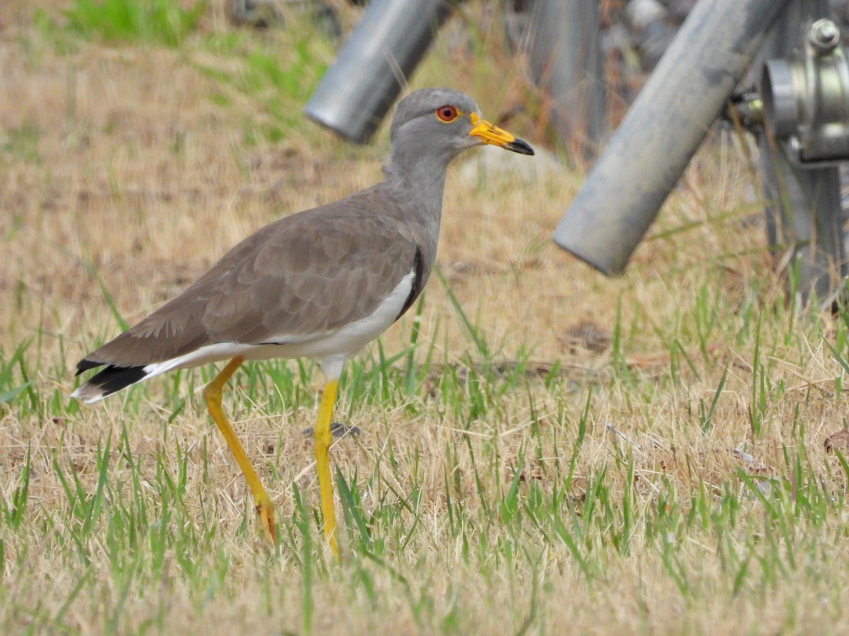 Gray-headed Lapwing - ML623941230