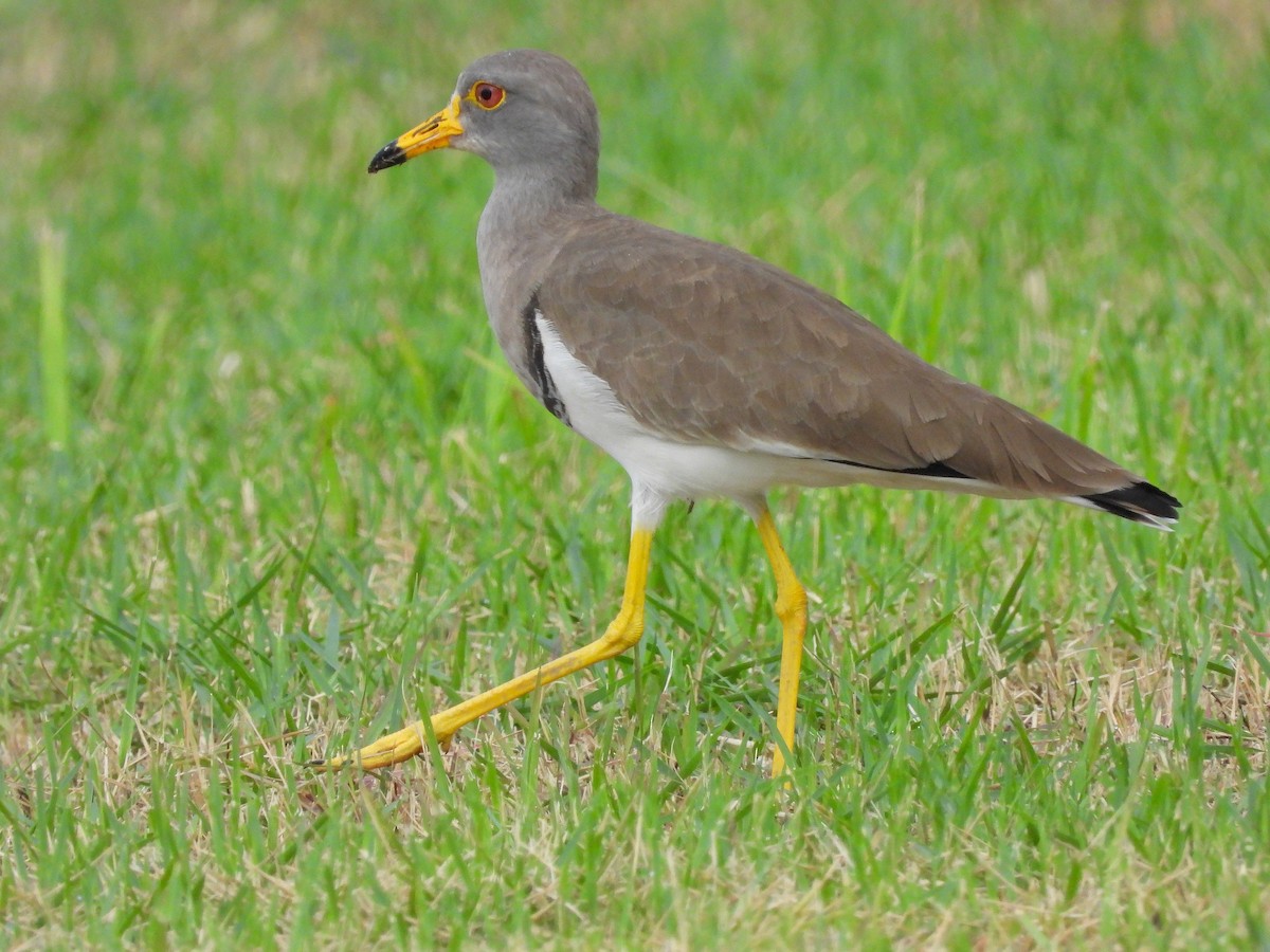 Gray-headed Lapwing - ML623941231