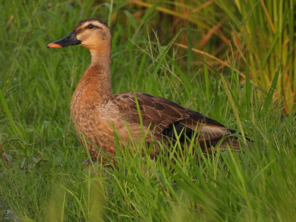 Eastern Spot-billed Duck - Atsushi Shimazaki