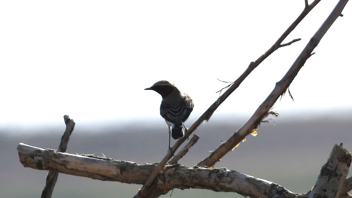 Eastern Black-eared Wheatear - Ergün Cengiz