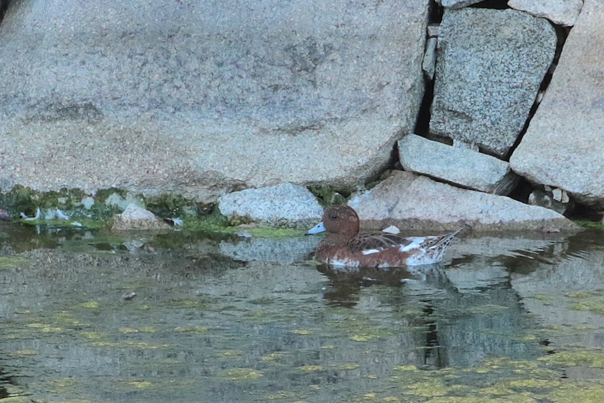 Eurasian Wigeon - Atsushi Shimazaki