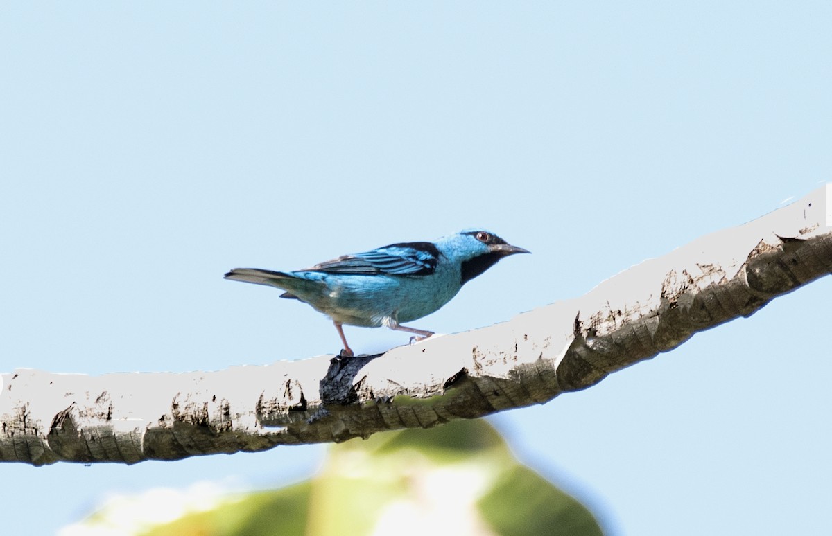 Blue Dacnis - ML623941305