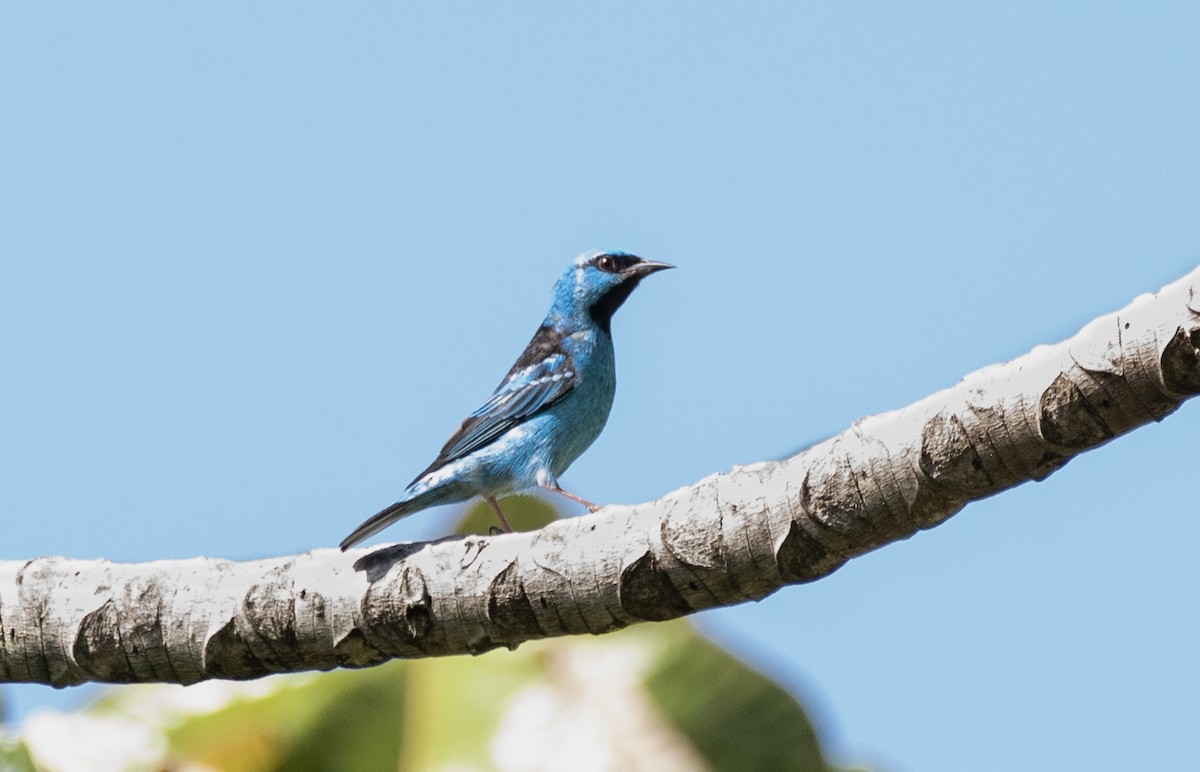 Blue Dacnis - ML623941307