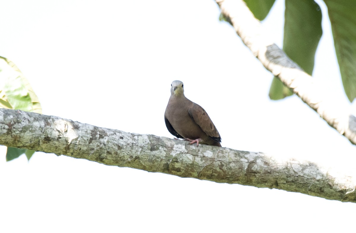 Ruddy Ground Dove - ML623941328