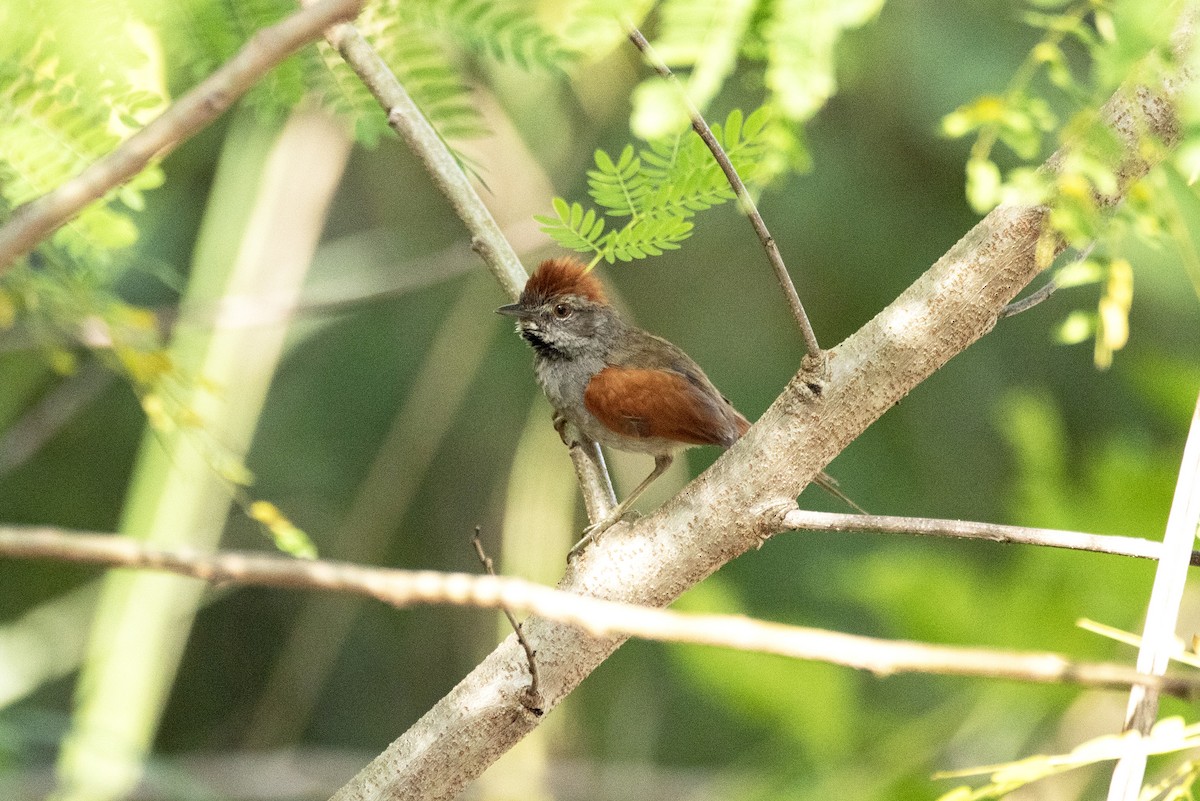 Sooty-fronted Spinetail - ML623941347