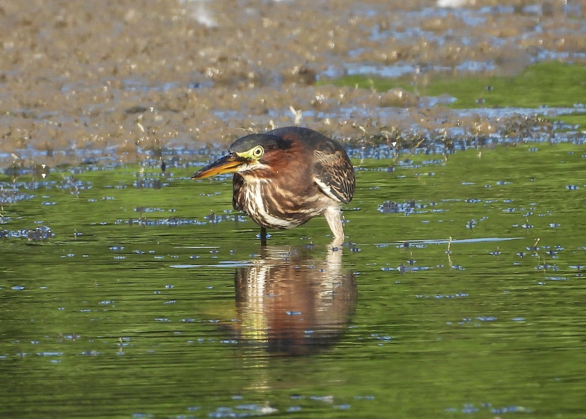 Green Heron - ML623941348