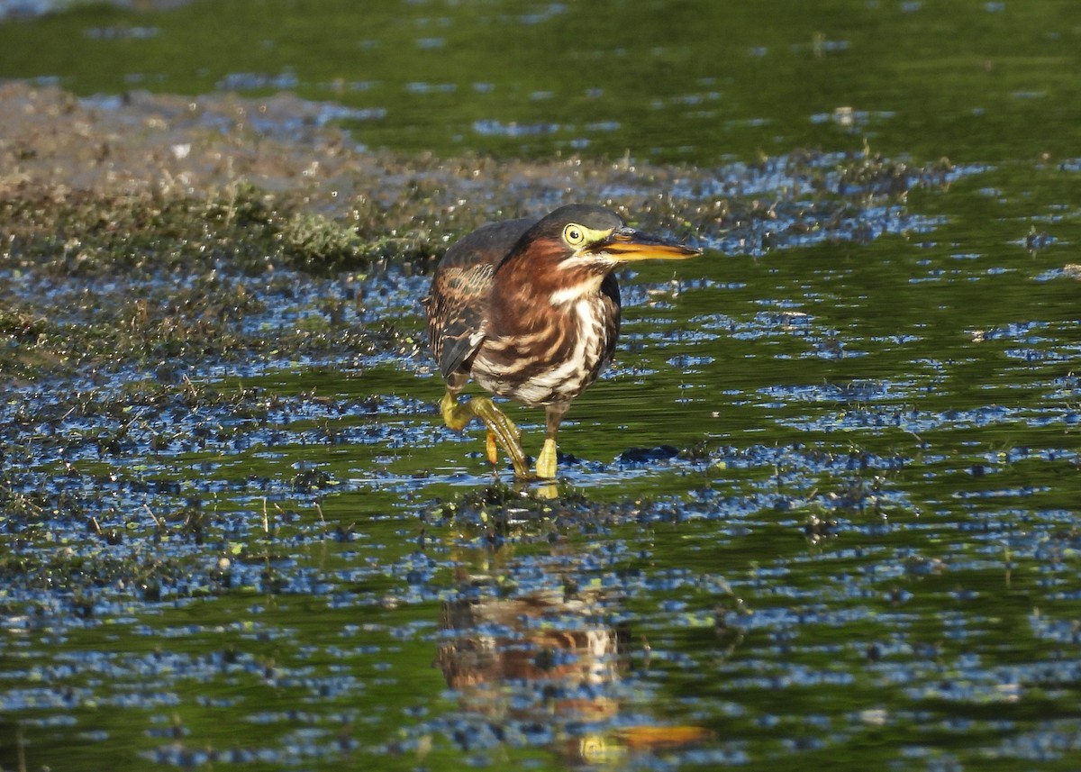 Green Heron - ML623941349